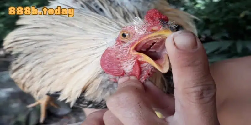 33 Loại gà thần kê - ­Gà Đoản Thiệt không lưỡi