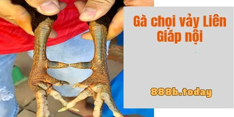 Vảy gà chọi Liên Giáp