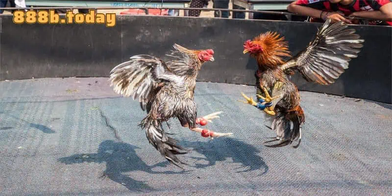 Đôi nét 78 vảy gà tốt nên chọi