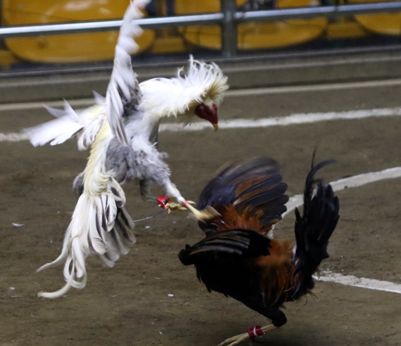 Các cách cá cược đá gà