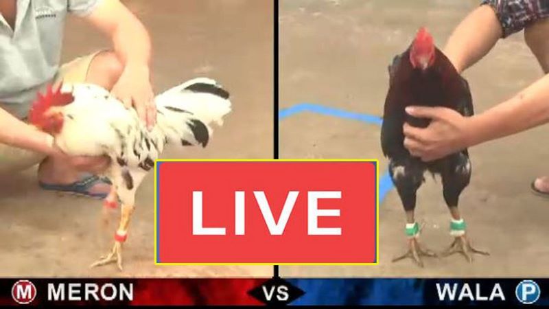 Các loại gà cựa sắt hiện nay