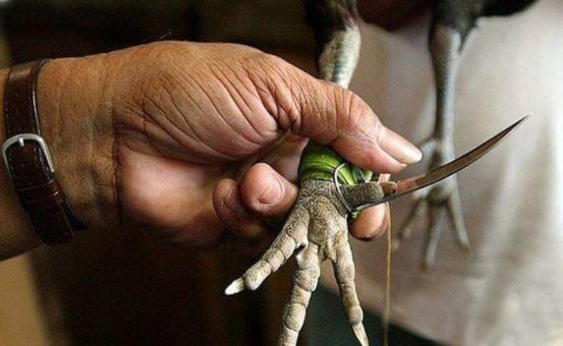 Đá gà cựa dao là gì?