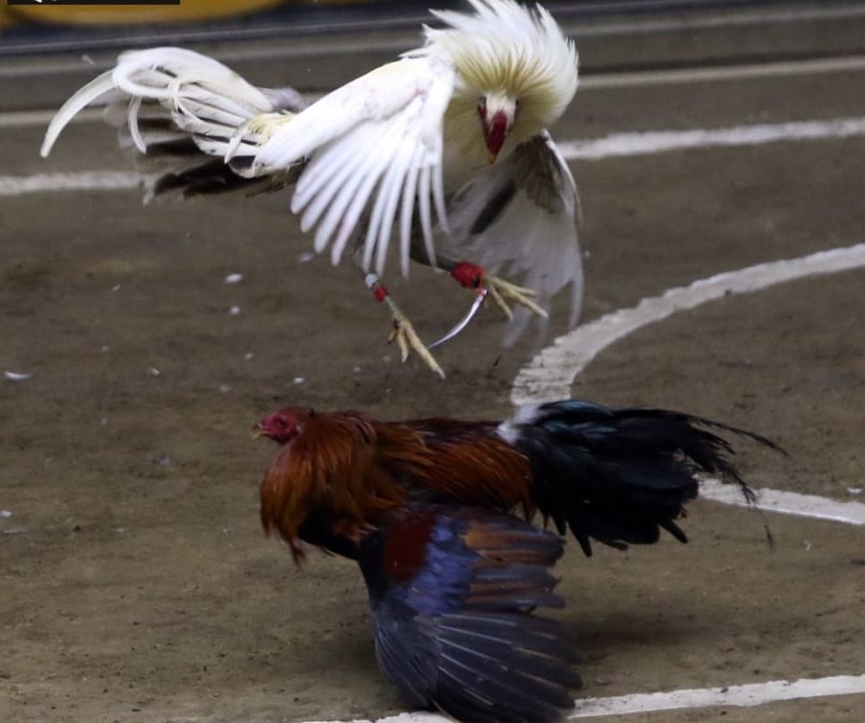 Luật chơi của đá gà cựa dao tại 888B