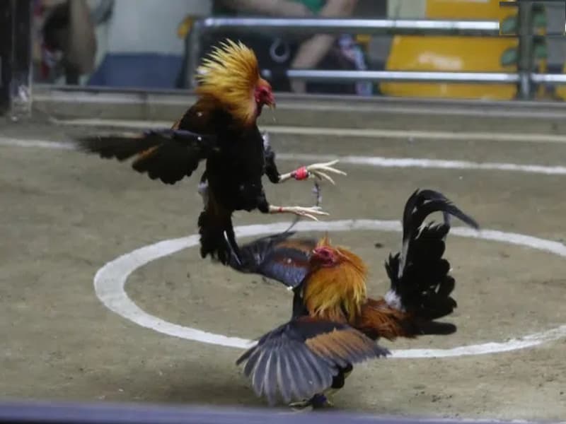 Cách chơi của đá gà cựa dao tại 888B