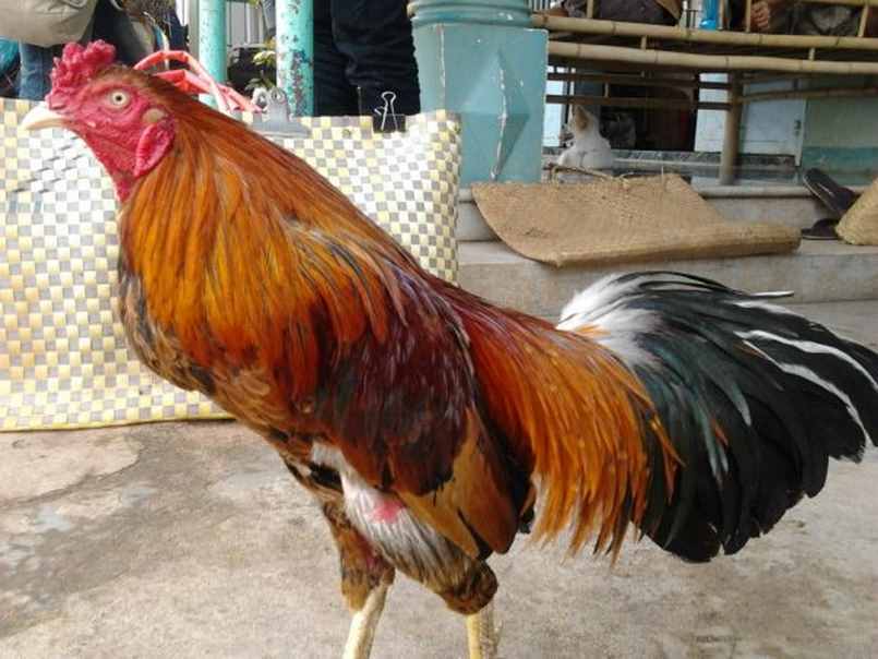 Những đặc điểm nhận dạng