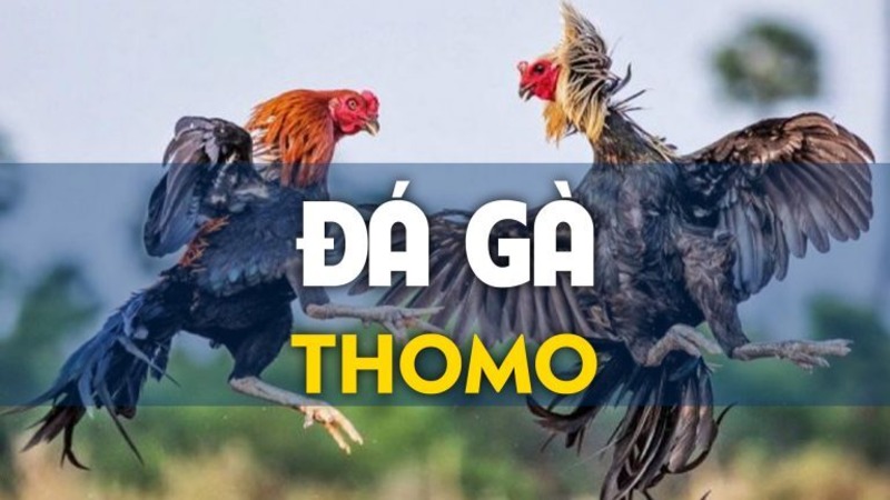 Đá gà thomo là gì?