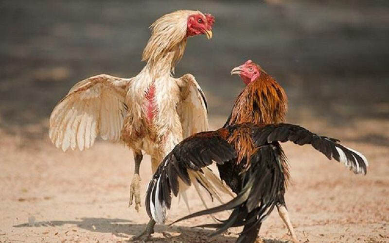 Đá gà thomo mang tính chất cờ bạc