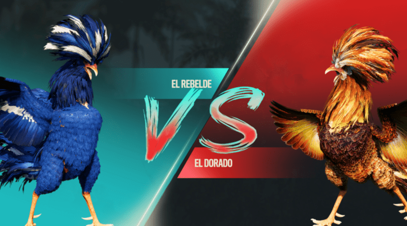 Đá gà thomo mang tính cạnh tranh cao