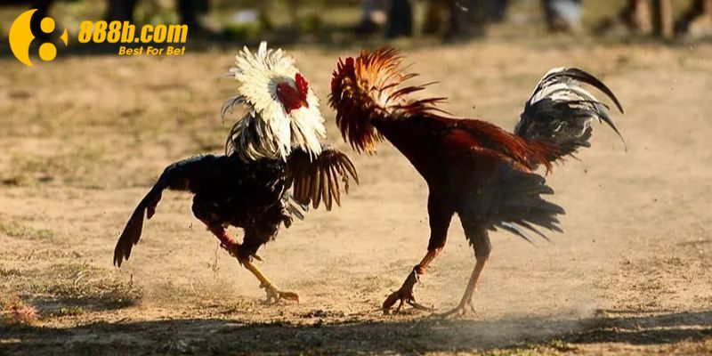 Vài nét về trò chơi đá gà tre mới nhất