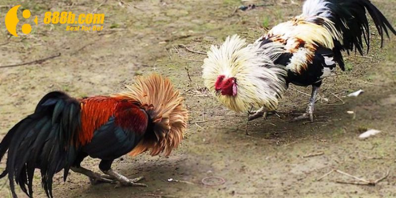 Xem đá gà tre mới nhất đem đến những trải nghiệm mới lạ