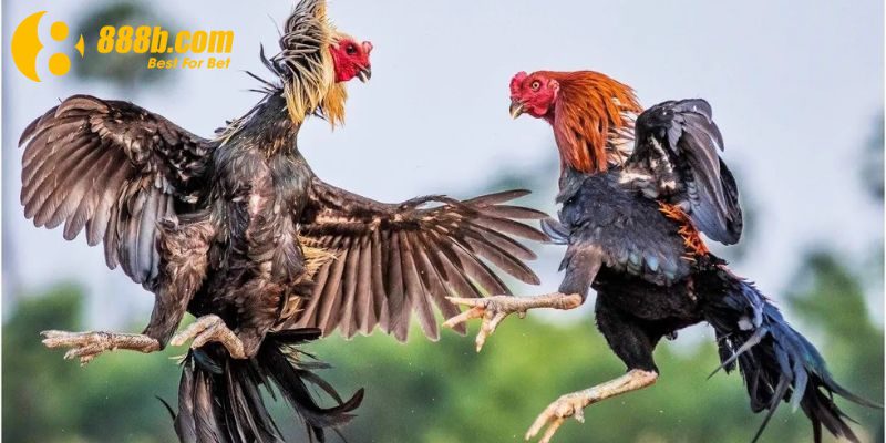Đá gà tre mới nhất