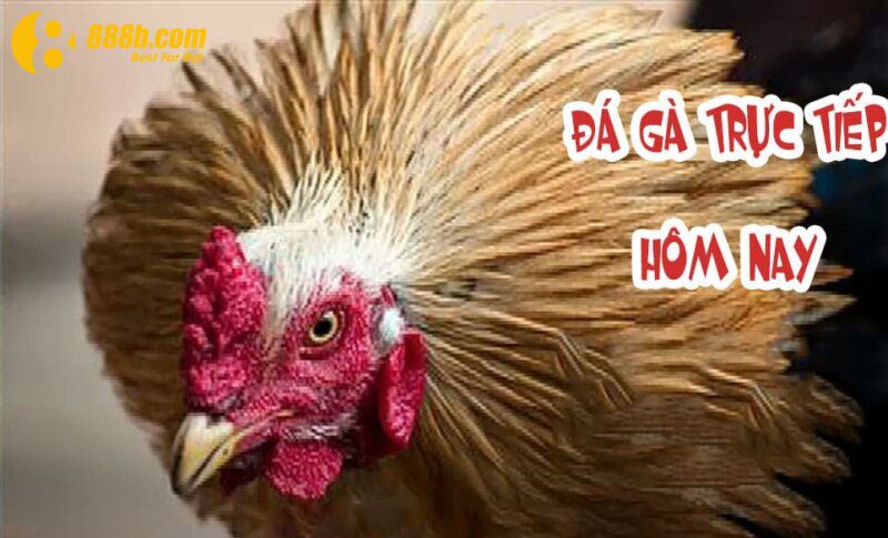 Hiểu thế nào về đá gà trực tiếp bình luận viên?