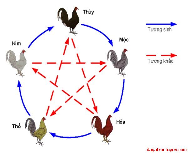 Hôm Nay Đá Gà Màu Gì Ngon Và Dễ Thắng?