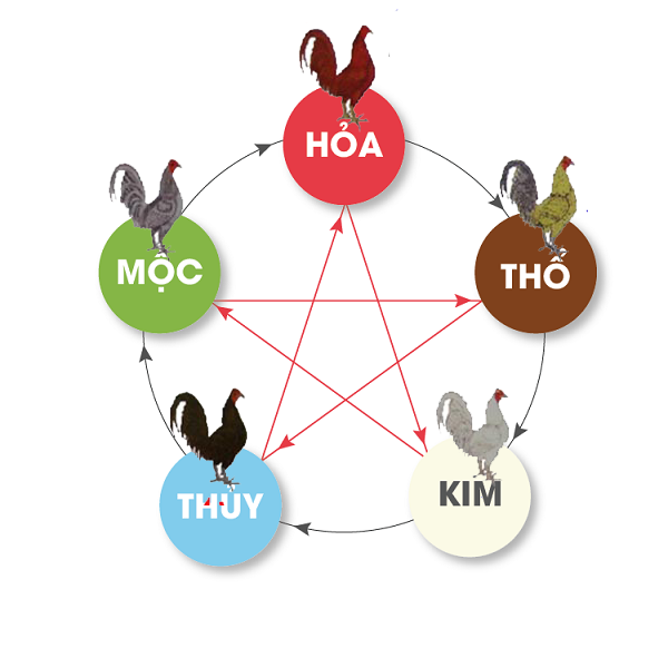 Hôm Nay Đá Gà Màu Gì Ngon Và Dễ Thắng?
