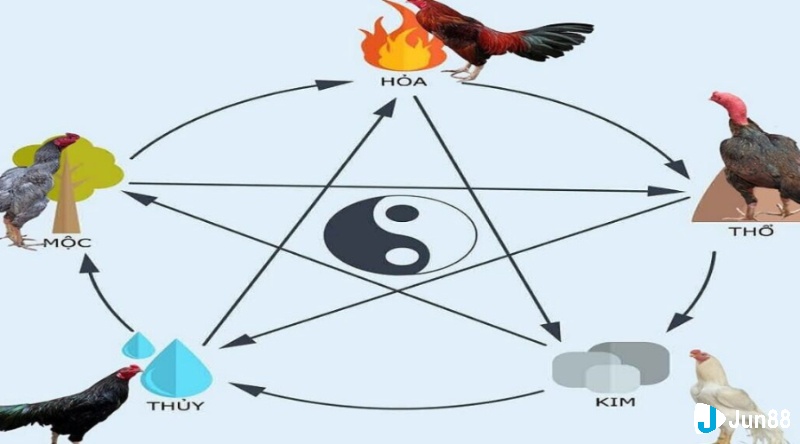 Hôm Nay Đá Gà Màu Gì Ngon Và Dễ Thắng?