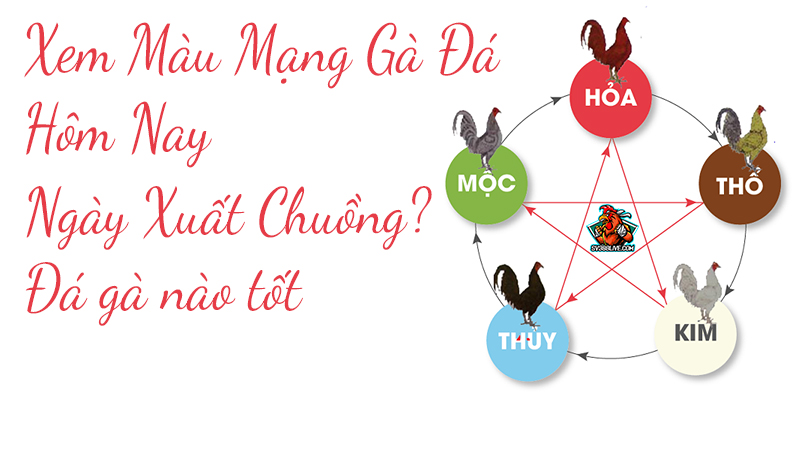 Hôm Nay Đá Gà Màu Gì Ngon Và Dễ Thắng?