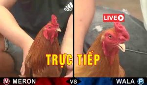 kèo đá gà trực tiếp