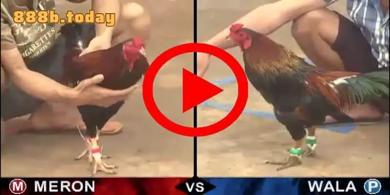 Kinh nghiệm chơi kèo đá gà trực tiếp từ tay chơi chuyên nghiệp