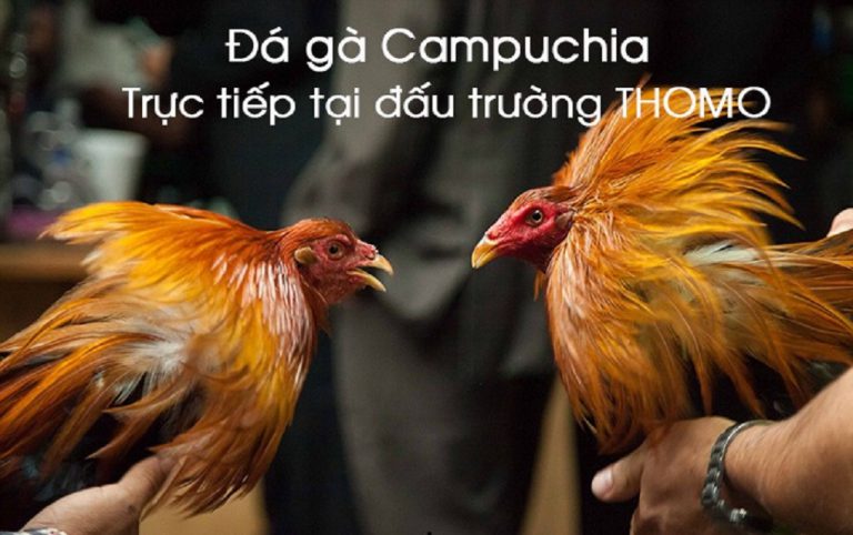 Những mánh khóe đá gà mạng thường gặp nhất
