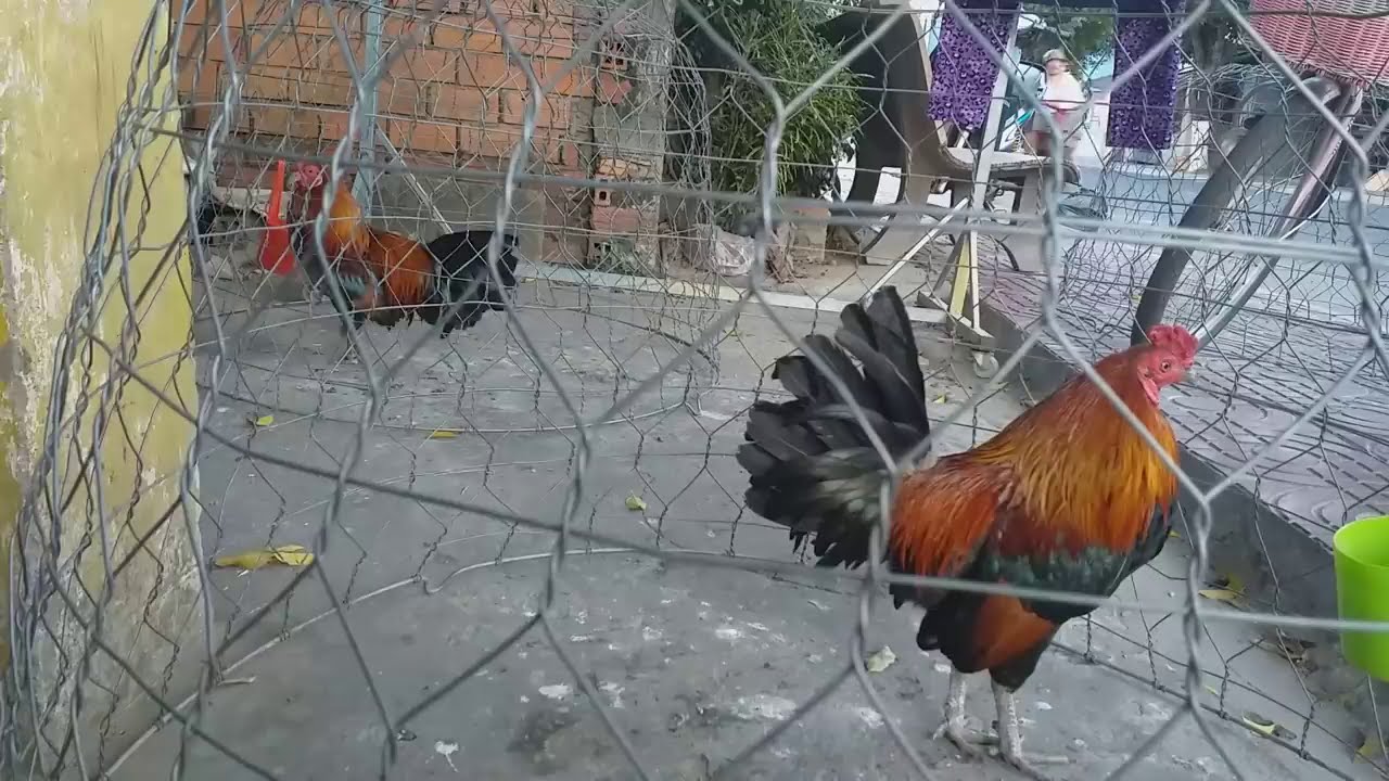 Những mánh khóe đá gà mạng thường gặp nhất