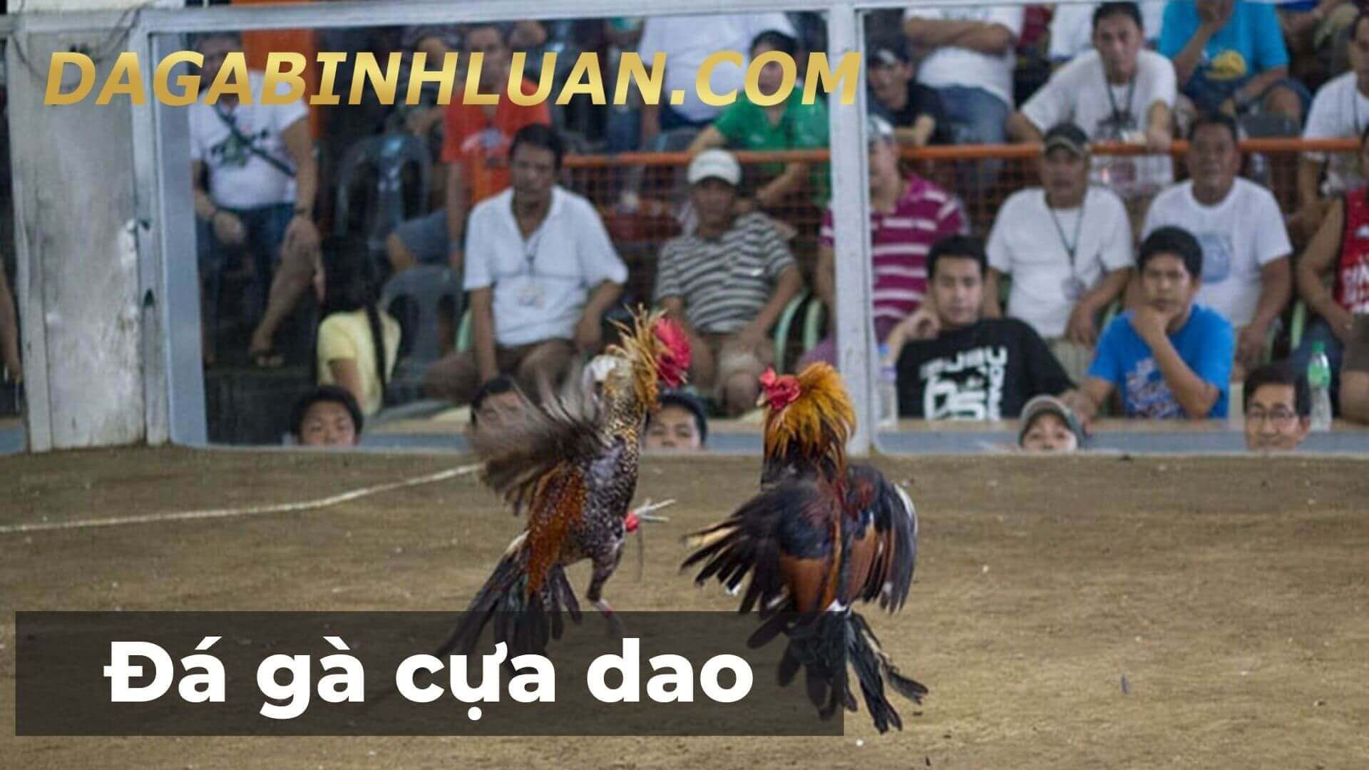 [Bật mí] Mẹo Đá Gà Cựa Dao dễ ăn đứt đối thủ