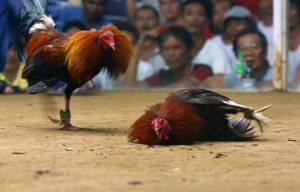 [Bật mí] Mẹo Đá Gà Cựa Dao dễ ăn đứt đối thủ