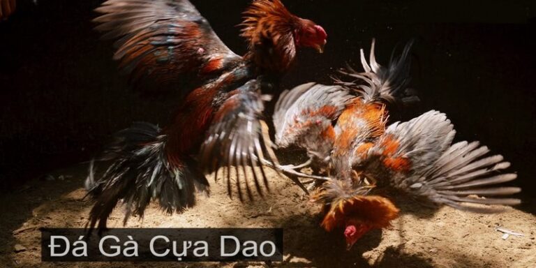 [Bật mí] Mẹo Đá Gà Cựa Dao dễ ăn đứt đối thủ