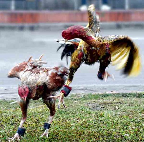 [Điểm danh] Những trận đá gà siêu kinh điển trong lịch sử đá gà