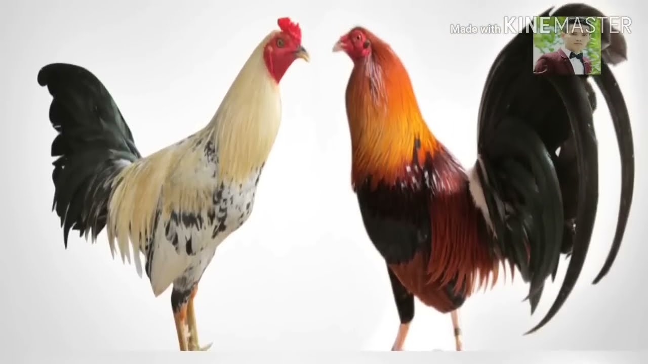 [Bật mí] Cách xem phong thuỷ đá gà chuẩn xác nhất