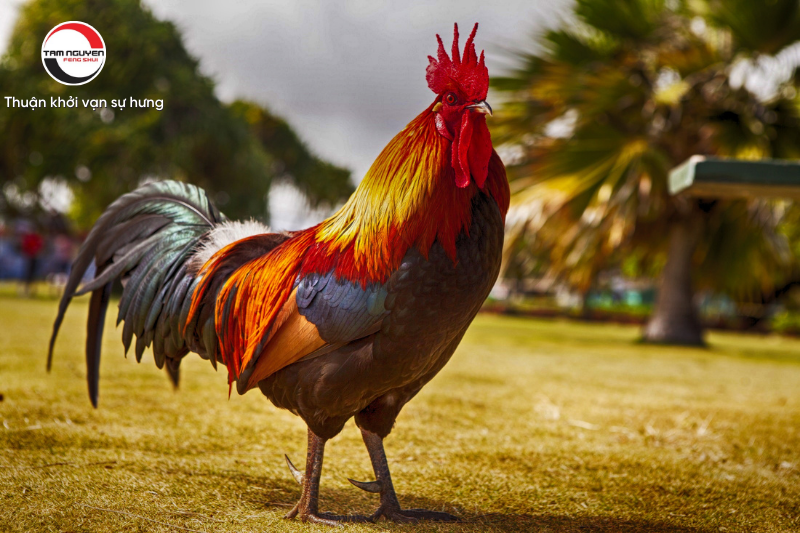 [Bật mí] Cách xem phong thuỷ đá gà chuẩn xác nhất