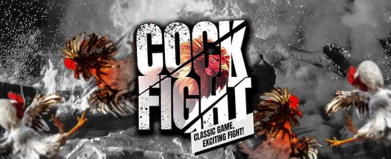 Xem ngày đá gà dựa theo mùa