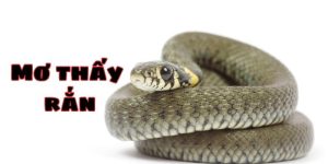 Giải Đáp Giấc Mơ Nằm Mơ Thấy Rắn Có Điềm Gì? Đánh Con Gì?