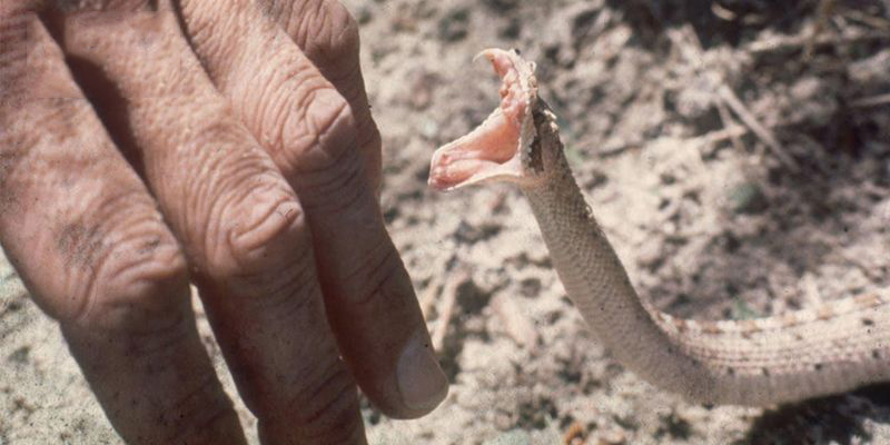 Mơ thấy loài rắn cắn người