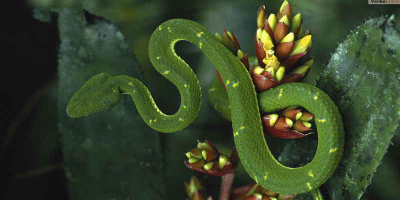 Mơ thấy loài rắn màu xanh