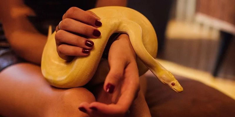 Mơ thấy rắn quấn người