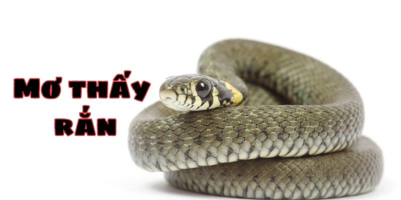 Giải Đáp Giấc Mơ Nằm Mơ Thấy Rắn Có Điềm Gì? Đánh Con Gì?