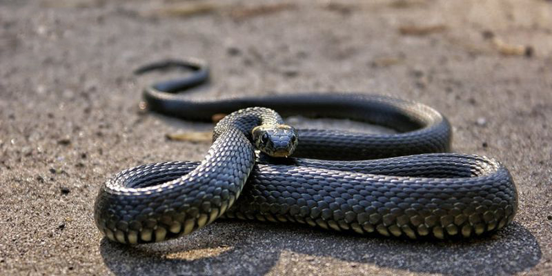 Phong thủy khi thấy loài rắn