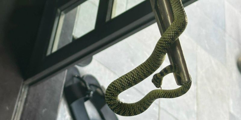 Rắn bò vào trong nhà